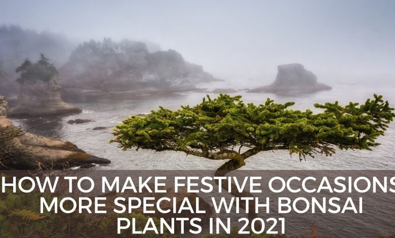 How To Make Festive Occasions More Special With Bonsai Plants In 2021